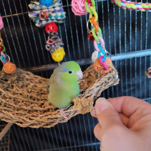 Alfombra de hierba marina al por mayor para decoración de jaulas, juguetes para masticar para hámsters, loros y conejos, hecha a mano por vietnamitas - Product Image 3