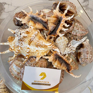 โรงงานเวียดนาม จำหน่ายเปลือกหอยทะเลธรรมชาติ รวมเปลือกหอยสองครีบ เปลือกหอยสังข์ เปลือกหอยเชลล์ สำหรับงานตกแต่ง งานฝีมือ จำหน่ายส่งออกจำนวนมาก - Product Image 1