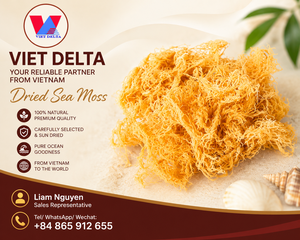 Musgo Marino Crudo 100% Auténtico (Eucheuma cottonii) |   Alternativa al Musgo Irlandés |   Recogido del Océano |   Vietnam - Liam +84 865 912 655 - Product Image 2