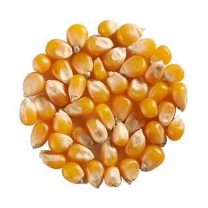 Maïs fourrager de qualité supérieure en gros, qualité alimentaire animale, vente en vrac, prêt à expédier, qualité supérieure pour l'exportation - Product Image 3