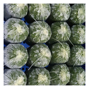 Feuilles de manioc fraîches congelées pour la cuisine et l'approvisionnement en ingrédients, avec manipulation et emballage propres - Product Image 1