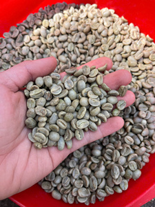 เมล็ดกาแฟอาราบิก้าดิบ คุณภาพสูง สะอาด ผ่านกระบวนการล้างเต็มรูปแบบ ราคาแข่งขัน สำหรับคั่ว บรรจุ 60 กก./ถุง PP - Product Image 6