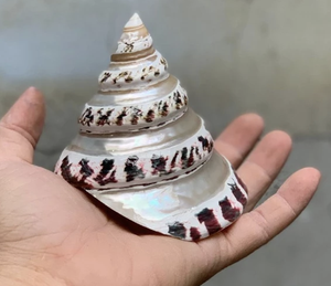Perla Pulida de Concha de Nácar de Primera Calidad de Vietnam, 10 cm, para Manualidades, Joyería, Decoración y Exhibición - Product Image 4