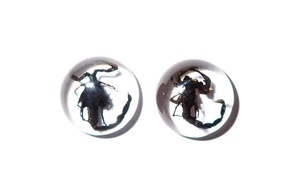 Cabujón de Plástico con Espécimen Real de Escorpión Negro, Redondo, 13x13 mm, Base Plana Transparente, para Manualidades y Joyería - Product Image 4