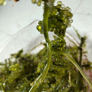 Uvas de Mar Frescas, Caviar Verde, 100% Naturales, Premium, Comestibles, para Ensaladas, Sushi, Conservación en Frío - Product Image 1