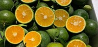 Verse Sappige Zoete Groene Sinaasappelen Van Vietnam Premium Kwaliteit Citrusvruchten Voor Export Internationale Markt Klaar