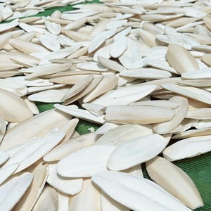 Bloque de Calcio de Hueso de Sepia Seco Blanco para Aves, 10-15cm, Empaque Minorista, Venta al por Mayor a Granel de Vietnam, Hueso de Sepia Os Sepiae - Product Image 3