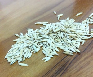 Avena Integral para Alimentación Animal |   Avena cruda a granel |   Proveedor de Granos de Avena |   Reen Traders - Product Image 5