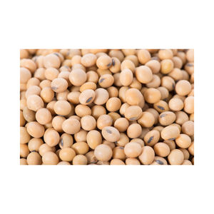 Graines de moutarde noire 100% biologiques, fraîches et d'origine indienne, vente en gros, offre spéciale - Product Image 5