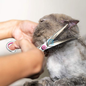 Tijeras Curvas de Acero Inoxidable de Alta Calidad para Peluquería Canina, Diseño Nuevo, Duraderas, Ecológicas, Venta Directa de Fábrica - Product Image 6