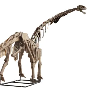 Factory Direct Lebensechte Dinosaurier Skelett Brach io saurus Fossil für Themenpark Attraktion