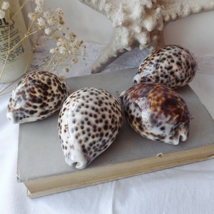 Coquillages décoratifs en gros, coquillages de cauris tigrés naturels, coquillages marins. - Product Image 6
