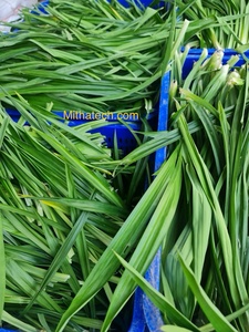 Polvo de Pandan 100% Natural, Grado Alimenticio, Polvo de Hoja de Pandan Verde de Vietnam, Directo del Fabricante - Product Image 5