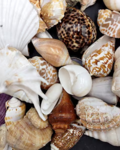 เปลือกหอยธรรมชาติรักษ์โลกสำหรับตกแต่งบ้าน ออกแบบตู้ปลา และงานฝีมือ - Product Image 3