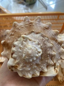 Conchas de Vieira Naturales - Decoración con Temática de Playa, Marca OEM de Ba Ria-Vung Tau, Suministro al por Mayor - Product Image 2