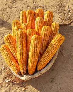 Maíz Amarillo Congelado de Primera Calidad de China, Maíz Dulce para Consumo Humano, Exportación al por Mayor - Product Image 5