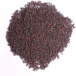 Graines de moutarde de qualité supérieure, fournisseur en gros, graines de moutarde noire naturelle, qualité export, épices en gros, utilisation dans l'industrie alimentaire - Product Image 5