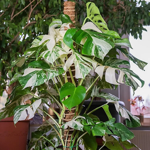 Bâton de soutien pour plantes en fibre naturelle de coco, écologique, retient l'humidité, pour les plantes grimpantes Monstera - Product Image 6