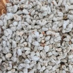 ขายส่งเมล็ดฝ้ายจำนวนมาก - Product Image 1