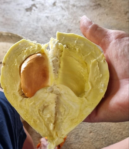 Durian Congelado 2026 - Sabor Fresco, Procesamiento IQF, Exportación - Product Image 2