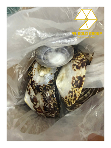 Concha de Limpet Redonda Pulida Decorativa y Ecológica (Tema Animal) para Empaque de Regalos y Decoración del Hogar, Proveedor de Vietnam, 99 Gold Data - Product Image 6
