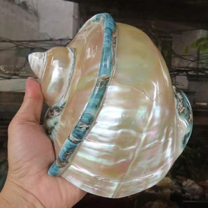 Grande coquille rare, coquille antique Turbo Marmoratus, finition brillante en provenance du Vietnam, idéale pour les centres de table, Turbo Marmoratus 99GD - Product Image 1