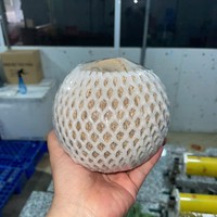 Wereldwijde export halfgeklopte kokosnoot vers van de boerderij, natuurlijk rijp tropisch fruit, premium kwaliteit, Vietnam, groothandel, bulk, container, set