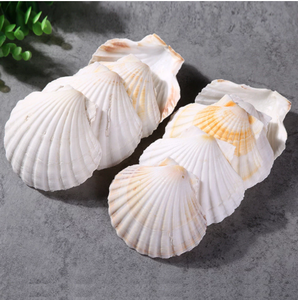 อาหารสัตว์แห้งจากเปลือกหอยเชลล์ยี่ห้อ VIETDELTA สำหรับปลา โค สุกร ม้า อายุการเก็บรักษา 24 เดือน ขายดี - Product Image 1