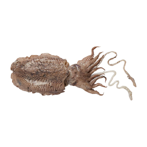 Venta al por mayor de calamar bebé congelado limpio y entero, calamar congelado para exportación de mariscos de la India - Product Image 5