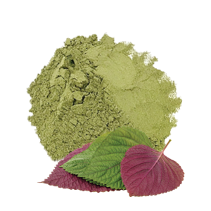 POLVO DE SHISO NATURAL A GRANEL / POLVO DE EXTRACTO DE HOJA DE PERILA DESHIDRATADA PARA LA SALUD - Product Image 5