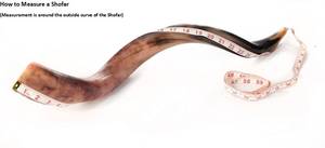 Shofar de Cuerno de Carnero Kosher Pulido |   Material Orgánico de Tacto Real |   Auténtica trompeta judía de Uttar Pradesh - Product Image 5