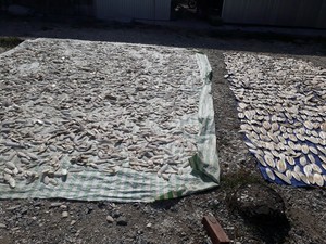 Os de seiche en gros, morceaux entiers ou brisés, 100% pur, séché au soleil, riche en calcium, exportateur du Vietnam 23 - Product Image 4