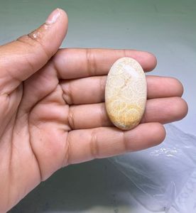 Coral Fósil Natural, Cabujón de Cristal Pulido, Gemas Minerales de Alta Calidad, Formas Mixtas, Materiales a Granel para la Fabricación de Joyería - Product Image 2
