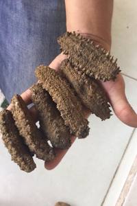 Premium Vietnamese Dried Sea Cucumber for Export - Product Image 3