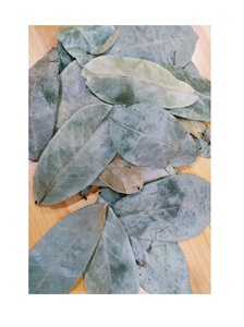 ต้นทุเรียนเทศแห้งใบชาสมุนไพรกราวิโอลาสกัดจากแสงอาทิตย์ตากแห้งโดยตรงจากเวียดนาม - Product Image 4