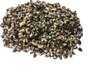 Semillas de Algodón a Granel, Semillas de Algodón Naturales para Alimentación de Ganado, Proveedor de Semillas de Algodón de la India - Product Image 1
