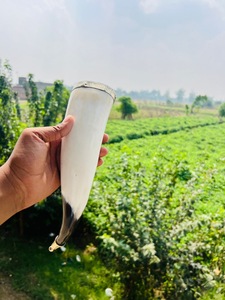 เขาควายขัดเงาคุณภาพสูงขายดี เป็นมิตรกับสิ่งแวดล้อม เหมาะสำหรับงานแต่งงานและเป็นของขวัญ ผลิตในอินเดีย - Product Image 2
