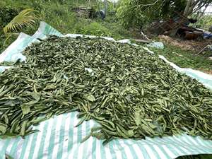Hojas de Guanábana Secas de Vietnam, Té Herbal Natural para Mezclas de Té, Venta al Por Mayor, Suministro Directo de Fábrica - Product Image 6