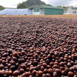 OEM Vietnamese Fine Robusta Dark Roast Coffee A+ Grade with Fully Washed Process With Competitive Bulk Pricing ISO Certified - Product Image 4