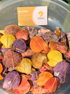 Colección de Conchas Marinas Naturales: Concha Reina, Casco de Rey, Tritón, Murex Manzana, Tulipán Verdadero, Concha de Cauri, Vieira Decorativa - Directo de Fábrica en Vietnam - Product Image 6