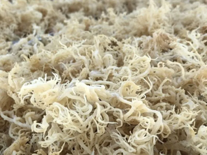 Mousse de mer blanche sans arêtes séchée au soleil de haute qualité, algue Cottonii jaune dorée, carraghénane brute pour l'alimentation, les boissons et les soins - Product Image 3