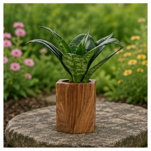 Maceta Moderna Hecha a Mano de Madera Sólida para Plantas de Interior, Ecológica y Natural, para Oficina, Escritorio y Hogar - Product Image 6