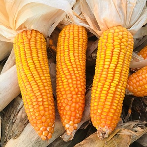 Maïs jaune séché biologique de qualité supérieure, grain naturel pour l'industrie alimentaire, offert en grandes quantités pour la vente en gros - Product Image 6