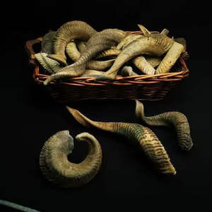 Shofar de Cuerno de Carnero Pulido Natural Kosher, Tamaño Personalizado, Material Orgánico para Fines Religiosos, Decoración Náutica para el Hogar - Product Image 5