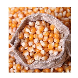 ข้าวโพดเหลืองไม่เหนียวพันธุ์ GMO เกรดอาหารสัตว์ อายุการเก็บรักษา 24 เดือน สำหรับสัตว์ปีกและปศุสัตว์ - Product Image 1