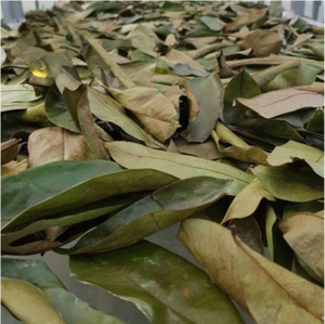 Hojas de guanábana secas de Vietnam, calidad de exportación, hojas de graviola naturales, aptas para uso vegano, materiales de hoja seleccionados y limpios. - Product Image 4