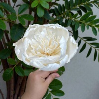 BUNGA KAYU SOLA VADEE SOLA WOOD FLOWER Buatan Tangan Ramah Lingkungan Klasik Bunga Peony Kayu Sola 8,5 CM Batang Serat Tanaman Sesbania Thailand