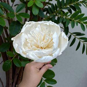 Fleurs en bois de Sola VADEE faites à la main, durables, classiques, couleur ivoire, pivoine, 8,5 cm, tige en fibre de plantes de Sésbanie, de Thaïlande - Product Image 2