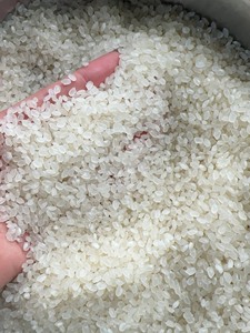ข้าวญี่ปุ่นพรีเมียมเวียดนาม ข้าวขาวเมล็ดสั้น ผู้จัดจำหน่ายขายส่ง |   ตัวเลือกที่เสียหาย 5%, 25%, 100% |   บรรจุภัณฑ์แบรนด์ OEM - Product Image 6