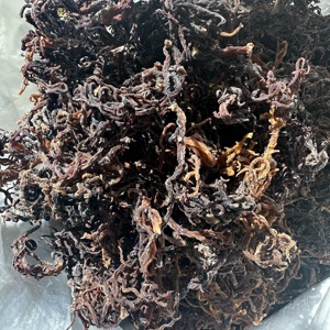 Alga marina cruda Chondrus Crispus Eucheuma Cottonii, musgo marino dorado, musgo marino púrpura al por mayor, musgo irlandés, musgo marino silvestre - ANNA DO - Product Image 2